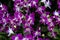 Flowers of the orchid Dendrobium sonia