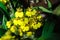 Flowers of Orchids Oncidium goldiana commonly known as Dancing ladies Orchid or Golden shower