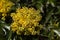 Flowers of a Oregon grape bush