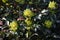 Flowers of Oregon Grape, in the garden.