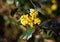 Flowers of Oregon Grape, in the garden.