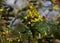 Flowers of Oregon Grape, in the garden.