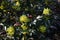 Flowers of Oregon Grape, in the garden.