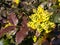 Flowers of Oregon grape in spring