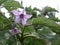 Flowers of organic purple eggplant in the garden . Aubergine plant flowering