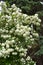 The flowers of the ornamental bush viburnum opulus bloom in nature