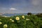 Flowers Overlooking Bay