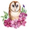 Flowers and owl on an isolated white background. Watercolor illustration, poster with owl and pink flowers