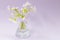 Flowers Oxalis in a glass vase