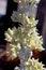Flowers of paddle plant, flapjacks, desert cabbage, Kalanchoe thyrsiflora
