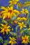 Flowers painting, yellow wild flowers daisies, orange sunflowers on a blue background, oil paintings landscape impressionism artwo