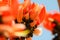Flowers of palash, butea monosperma