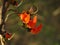 Flowers of palash butea monosperma