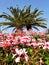 Flowers and palm trees