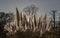 The flowers of the pampas grass with rim light effect of the sun light nature background