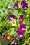 Flowers pansies