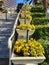 flowers - pansies in the flower beds along the stairs leading up