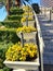 flowers - pansies in the flower beds along the stairs leading up