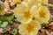 Flowers of Pansy in a garden bed in full bloom. Yellow pansies represent happiness or a bright disposition which is ideal for