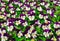 Flowers pansy top down beautiful field of green grass close up blurred as background in the nature purple and white color, panoram