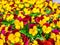 Flowers pansy top down beautiful field of green grass close up blurred as background in the nature yellow and red color, panorama.