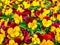 Flowers pansy top down beautiful field of green grass close up blurred as background in the nature yellow and red color, panorama.