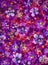 Flowers pansy, violet texture oil painting. Abstract hand-painted flowers background