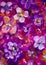 Flowers pansy, violet texture oil painting. Abstract hand-painted flowers background