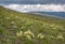 Flowers panzeria mountains slope clouds overcast