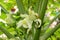 Flowers of Papaya, Carica papaya, cultivar Coorg Honey Dew,