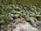 Flowers of Paronychia argentea on sandy rocky place. Desert Israel sunny close up blooming plants of silvery whitlow