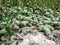 Flowers of Paronychia argentea on sandy rocky place. Desert Israel sunny close up blooming plants of silvery whitlow