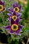 Flowers of the pasqueflower Pulsatilla montana