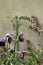 Flowers of the pasqueflower Pulsatilla montana