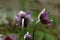 Flowers of the pasqueflower Pulsatilla montana