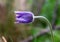 Flowers of the pasqueflower Pulsatilla montana