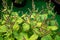 Flowers of patchouli plant