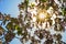 Flowers of the paulownia