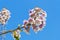 Flowers of Paulownia on blue sky background