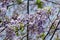 The flowers of Paulownia tomentosa