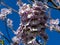 Flowers of Paulownia tomentosa tree against blue sky. Close-up bells flowers Empress or princess, or foxglove tree