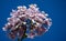 Flowers of Paulownia tomentosa tree against blue sky in public landscape city park `Krasnodar` or `Galitsky park`. Empress or prin