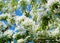 Flowers of a pear