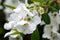 Flowers of a pearlbush, Exochorda racemosa