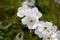 Flowers of a pearlbush, Exochorda racemosa