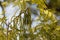 Flowers of a pecan, Carya illinoinensis