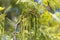 Flowers of a pecan, Carya illinoinensis