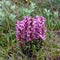 Flowers Pedicularis in the tundra.