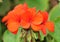 Flowers Pelargonium Zonal