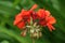 Flowers Pelargonium Zonal